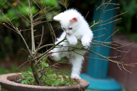 White Cat - white cat, picture, cool