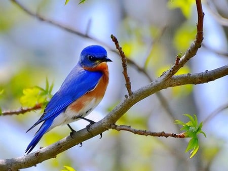 Blue Bird - blue bird, picture, beautiful