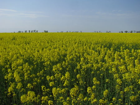 yelow beauty - flower, beauty, field, yelow, nature