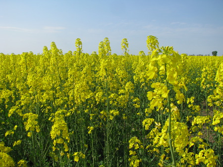 yelow beauty - yelow, nature, beauty, field, flower