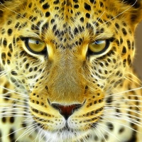 Fractal Leopard