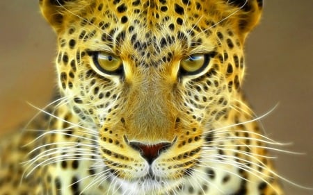 Fractal Leopard - fractal, leopard, cat, wild, animal