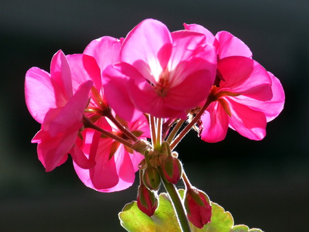 fiori - nature, flowers