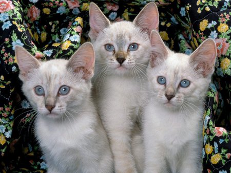 MORE THREE LITTLE KITTENS - loveable, cute, adorable, kittens