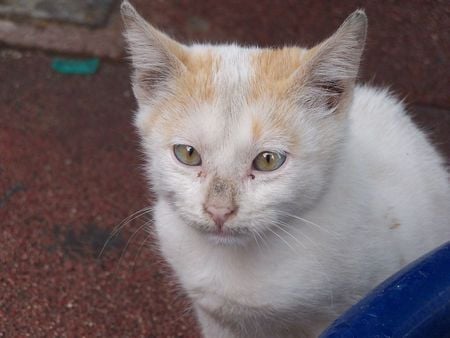 ONE LONELY KITTY - face, adorable, lonely, loveable, cute