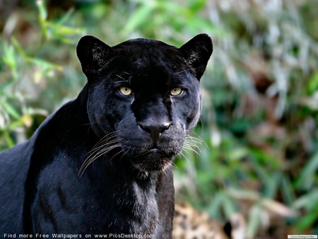 ANOTHER  BLACK CAT - handsome, gorgeous, beautiful, blackcat