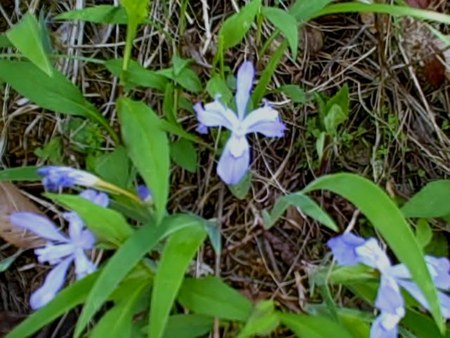 Wild Irises - nature, green, flowers, iris