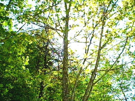 Tree and Sunshine - nature, green, sunshine, tree