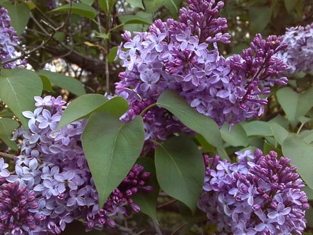 Ta Da! Lilacs mostly in full bloom - lilacs, nature, purple, pretty, leafs, flowers