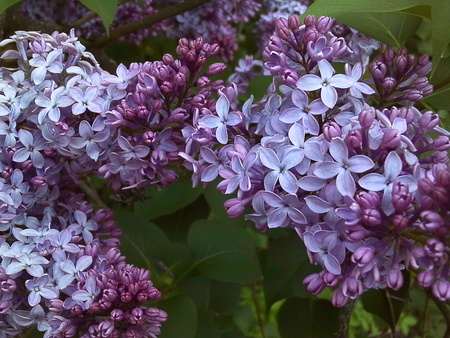 Lilacs version 2.0 - lilacs, nature, purple, pretty, leafs, flowers