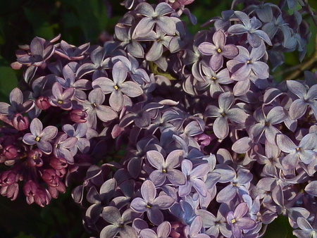 Lilacs close and personal - flowers, pretty, leafs, nature, purple, lilacs