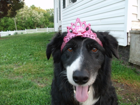 My Buddy - border collie, dog, barking