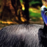 Fractal Cassowary