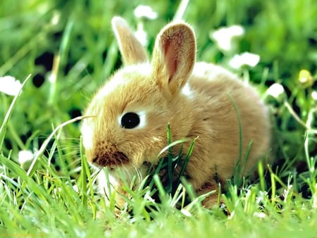 Bunny - brown, rabbit, baby, furry, bunny, grass, cute