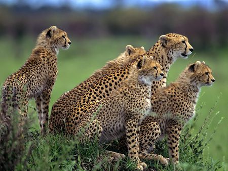 Anticipation Cheetahs - cheetahs, nature, family