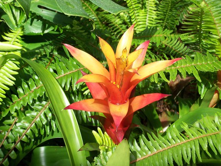 red flower - plants, jungle, flower, red