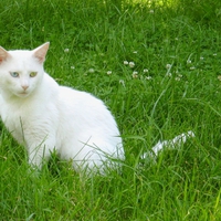 Turkish Van Cat