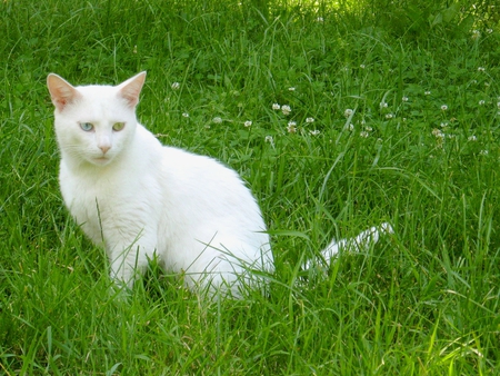 Turkish Van Cat - white, greeneye, blueeye, grass, cat