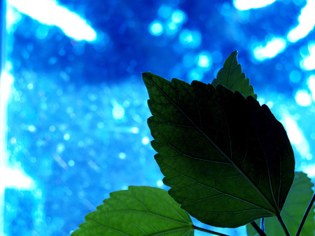 blue  - leaf, water, green, blue