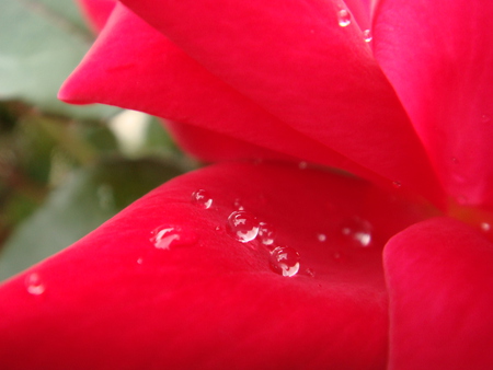 rain - macro, rain, red, water, flowers, rose