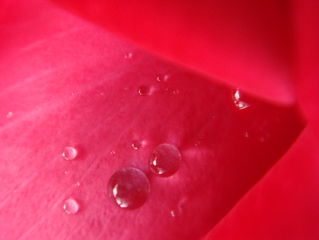 rose - flowers, water, red, rain, macro, rose