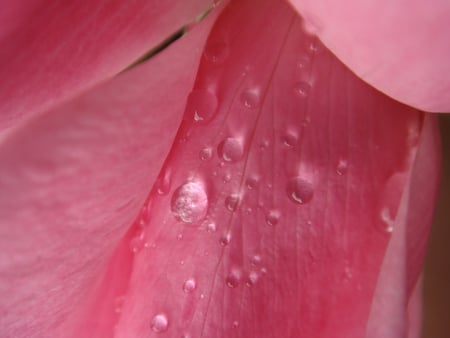 shimmer - water, beautiful, pink, flowers, shimmer, red, rain, macro, rose