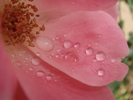 water droplets - flowers, water, red, rain, macro, rose