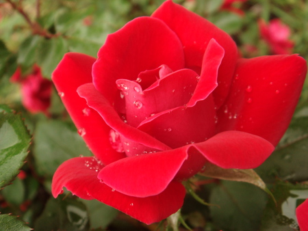 red rose - macro, rain, red, water, flowers, rose