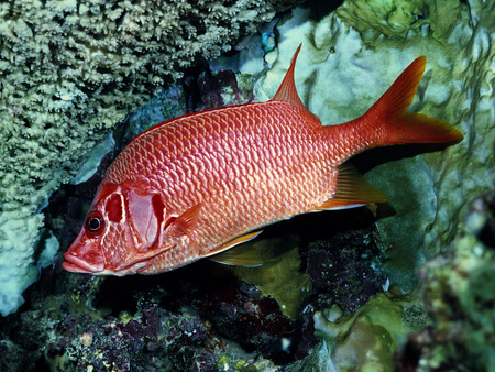 Red Fish - fish, red