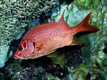 Red Fish