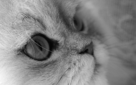 cat - nose, look, eyes, black and white, cat