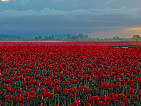 Flowers Field - beautiful, flowers field, picture