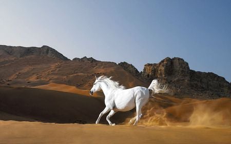 freedom in desert - freedom, desert, horse, sand