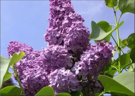 purple lilac - nature, purple, beautiful, lilac, spring, flower