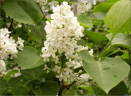 white lilac - white, nature, beautiful, lilac, spring, flower