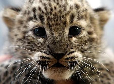 Whatcha doin'? - leopard, cub