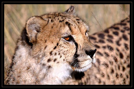 Cheetah2 - big cats, cheetah