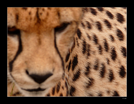 Young Cheetah - big cats, cheetah