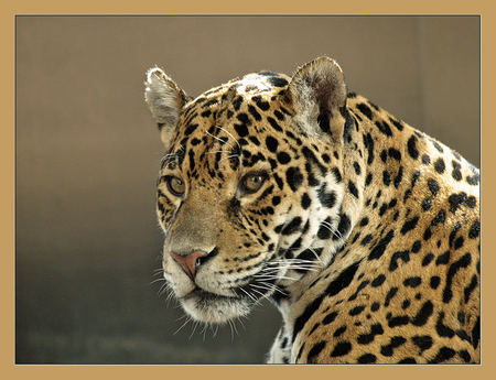 Leopard3 - big cats, leopard