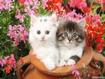 kittens