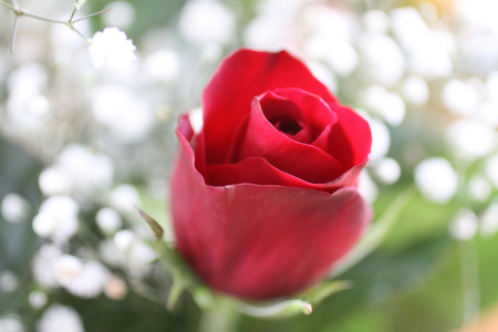 another red rose - love, passion, romantic, red, rose, flower