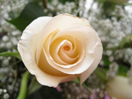 white rose - white, purity, beautiful, rose, flower