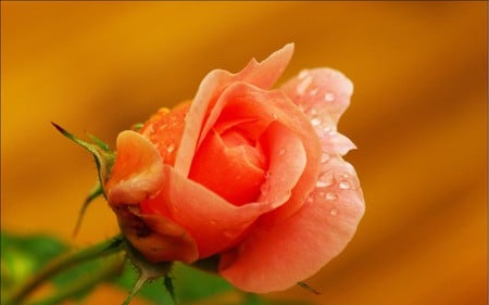 beautiful rose - flower, rose, beautiful, orange, color