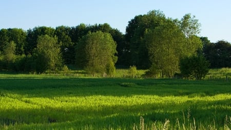 green nature - nature, green, field, grass