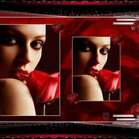 red rose