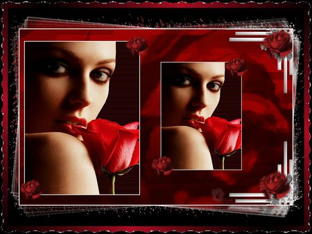 red rose - woman, rose, red