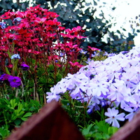 flowers on our hut roof !