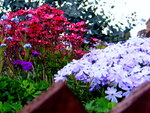 flowers on our hut roof !