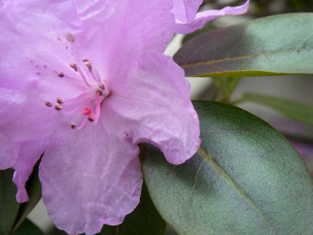 Pretty in Purple - nature, purple, pollen, flower, leaves