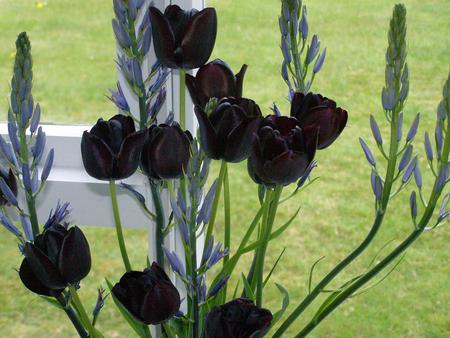 Flowers - flowers, nature